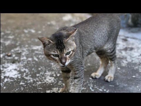 Funny Cat Playing with each other animals