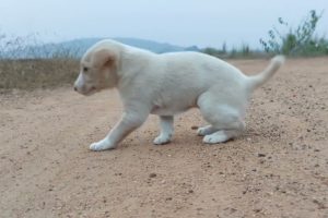 Funny Cutest Puppy ।Puppy Sound Bow Bow Alone Road A  Cutest Puppy ।#puppy,#puppylove,#puppies