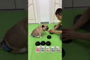 👍👍 Funny and Cute Pug Puppies #Funny puppy #Pug #ลูกสุนัขตลก #Shorts #95