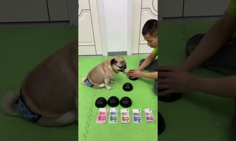 👍👍 Funny and Cute Pug Puppies #Funny puppy #Pug #ลูกสุนัขตลก #Shorts #95