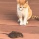 Funny animals -watch this cat play with rat
