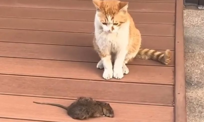 Funny animals -watch this cat play with rat