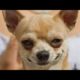 Funny dog videos #dogs cute puppies #puppy #shorts #funny #animals #jokes