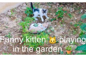 Funny kitten playing in the garden #funnycats #nature #animals #cat #kitten