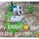Funny kitten playing in the garden #funnycats #nature #animals #cat #kitten