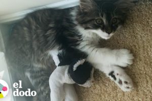 Gato que ama los animales de peluche tiene un hermano de verdad | El Dodo