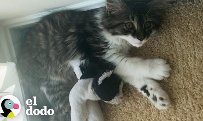 Gato que ama los animales de peluche tiene un hermano de verdad | El Dodo