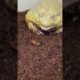 Giant Bullfrog Fights with Killer Roach #Shorts