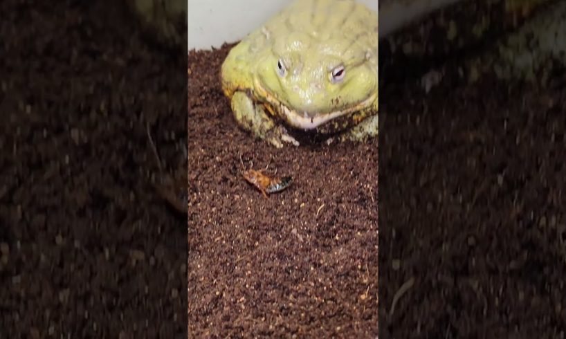 Giant Bullfrog Fights with Killer Roach #Shorts