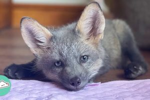 Girl Saves Lonely Baby Fox. She Becomes Friends With Her Cat  | Cuddle Buddies