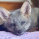 Girl Saves Lonely Baby Fox. She Becomes Friends With Her Cat  | Cuddle Buddies