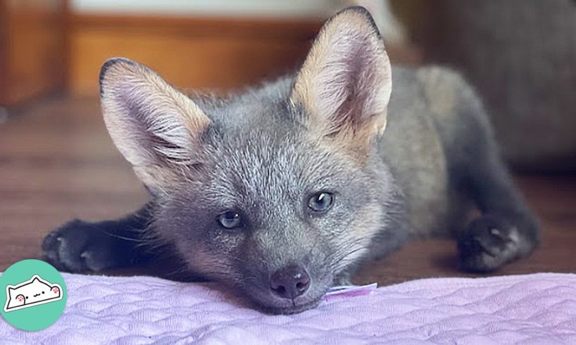 Girl Saves Lonely Baby Fox. She Becomes Friends With Her Cat  | Cuddle Buddies