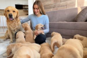 Golden Retriever Dad Meets His Puppies for the First Time