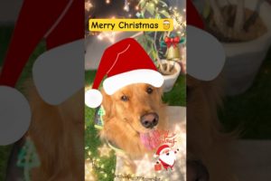 Golden Retriever Wishing Merry Christmas 🎅 | Cute Pets | Dogs | Pets | #pets #goldenretriever #dog