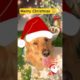 Golden Retriever Wishing Merry Christmas 🎅 | Cute Pets | Dogs | Pets | #pets #goldenretriever #dog