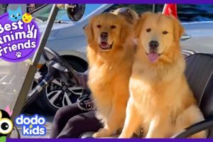 Golden Retrievers Video Chat Between Sleepovers | Best Animal Friends | Dodo Kids