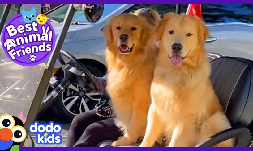 Golden Retrievers Video Chat Between Sleepovers | Best Animal Friends | Dodo Kids