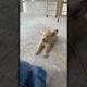Golden retriever puppy enjoying a fan! 😂 (🎥 Viralhog)  #furrytails