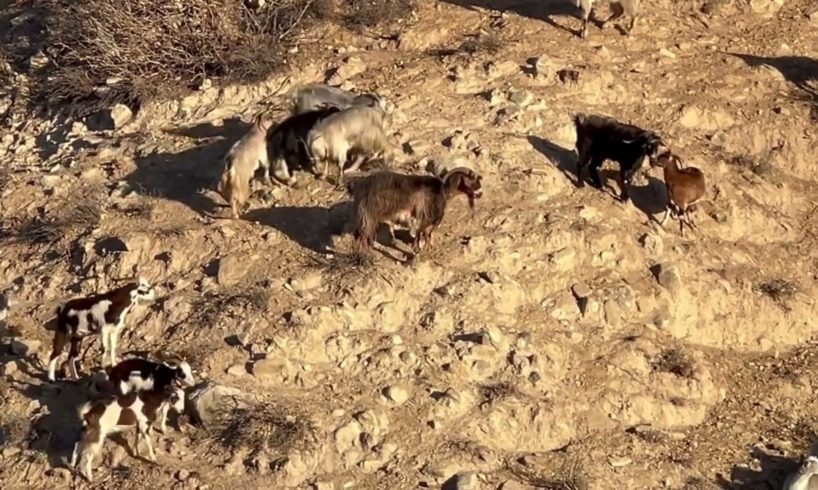 Good morning from my lovely goats 🐐 and from Nala 🥰 - Takis Shelter