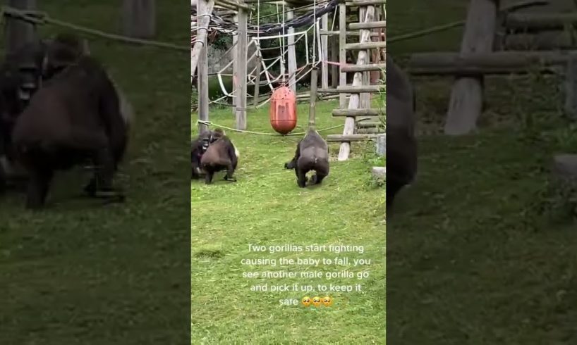 Gorilla Fight to death | animals