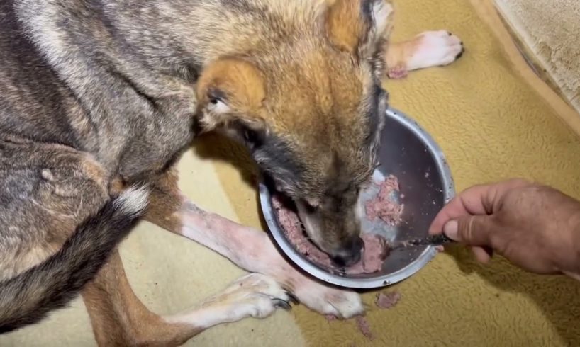 Grandpa is nice and warm inside having his diner in bed 🥰 - Takis Shelter