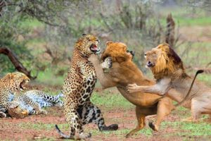 Greatest Fights In The Animal Kingdom | Lion VS Leopard