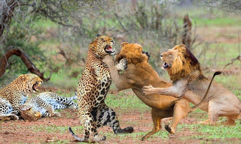 Greatest Fights In The Animal Kingdom | Lion VS Leopard