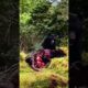 Grizzly bear survival mode #shorts #shortvideo #attack #film