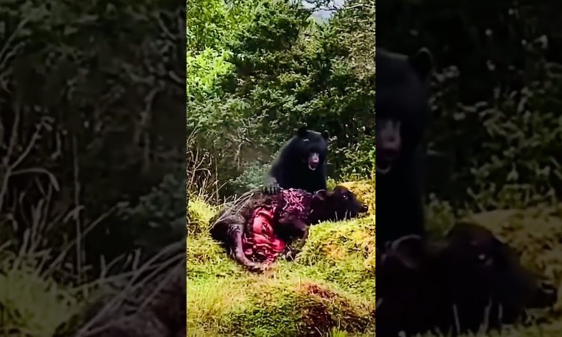 Grizzly bear survival mode #shorts #shortvideo #attack #film