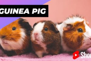 Guinea Pig 🐹 One Of The Best Alternative Pets #shorts