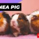Guinea Pig 🐹 One Of The Best Alternative Pets #shorts