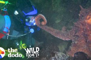 Guy Offers Hand to a Giant Octopus — You Won’t Believe How He Reacts | The Dodo Wild Hearts