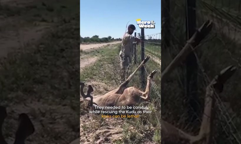 Guy Rescues Trapped Kudu! | Hero of the Week