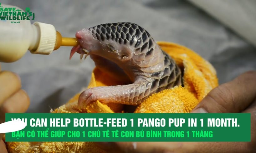 HELP RESCUED WILD BABY ANIMALS THIS HOLIDAY!