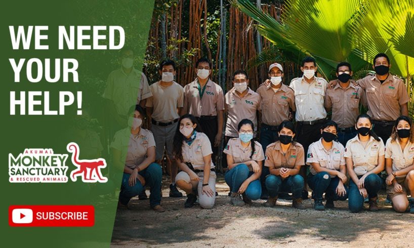 Help us rescue more animals at Akumal Monkey Sanctuary & Rescued Animals 🐵❤️