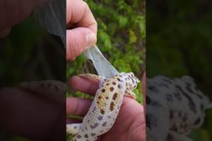 Helping your Leopard Gecko shed 🌞