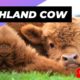 Highland Cow 🐮 One Unique Animal You Won't Believe Exists #shorts