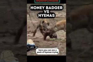 Honey Badger Fights Hyenas!