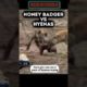 Honey Badger Fights Hyenas!