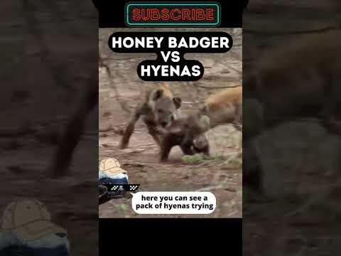 Honey Badger Fights Hyenas!