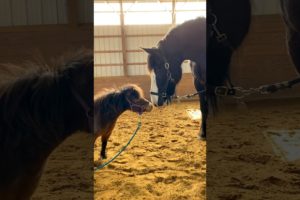 Horse Teaches A 30-Year-Old Rescue Horse How To Play l The Dodo #animals #horse #horses