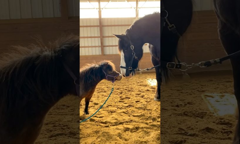 Horse Teaches A 30-Year-Old Rescue Horse How To Play l The Dodo #animals #horse #horses