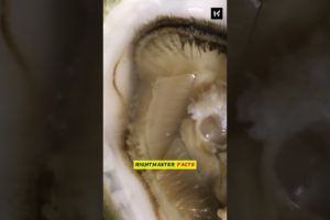 How Natural Pearls Made😳😱 by @RightMasterFacts #shorts #viral