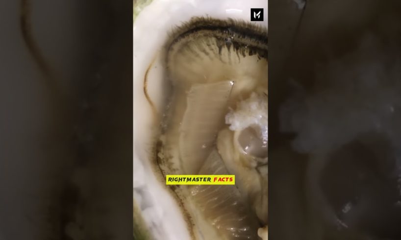 How Natural Pearls Made😳😱 by @RightMasterFacts #shorts #viral