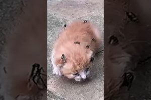 How can this abandoned kitty survive 😰