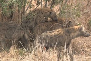Hyena Mating