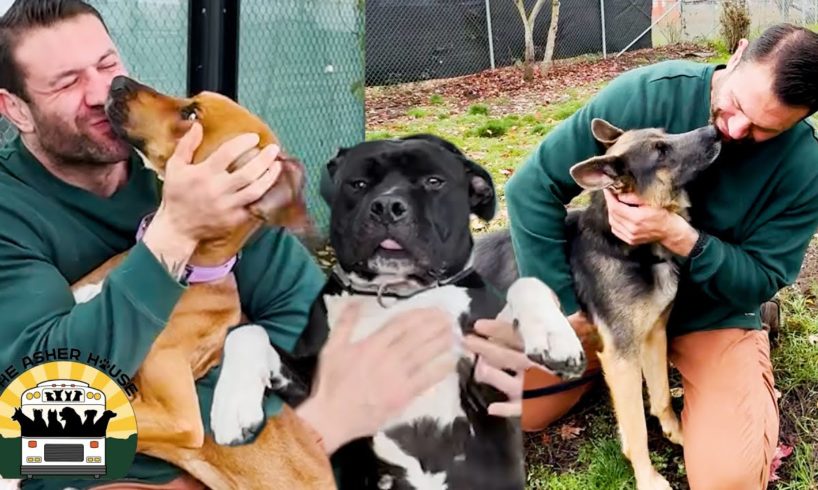I can't comprehend how these amazing dogs were stuck in the shelter for so long | The Asher House