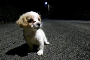 I found an abandoned puppy in the dark , I adopted him