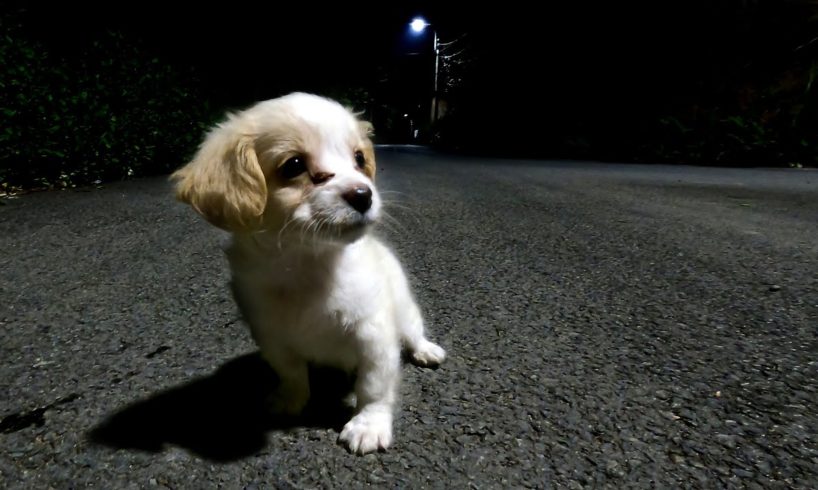 I found an abandoned puppy in the dark , I adopted him