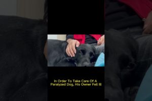 In Order To Take Care Of A Paralyzed Dog His Owner Fell Ill